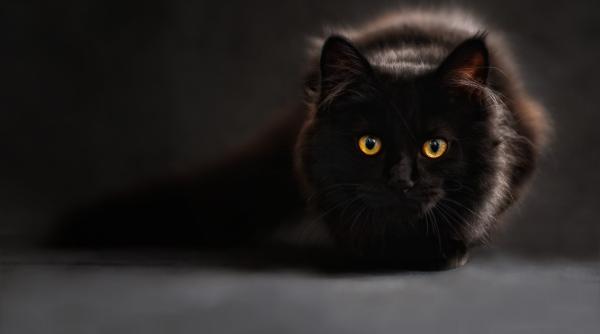 ai o pisica neagra acasa ia o in brate si spune i la multi ani e ziua ei