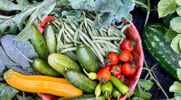 autoritatea pentru protectia consumatorilor avertizeaza asupra autenticitatii certificatelor de producator in urma controalelor in piete