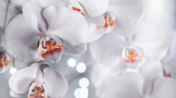 trei plante de apartament pe care nu ar trebui sa le tii in dormitor scapa imediat de ele