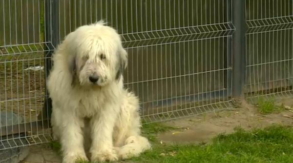 sfasietor un caine si a asteptat timp de 5 ani in acelasi loc stapanul care murise povestea lui hachiko de romania a cucerit internetul