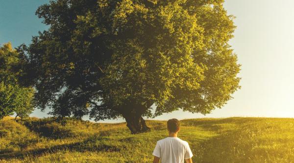 arborele tau in horoscopul celtic ce copac esti in functie de data nasterii