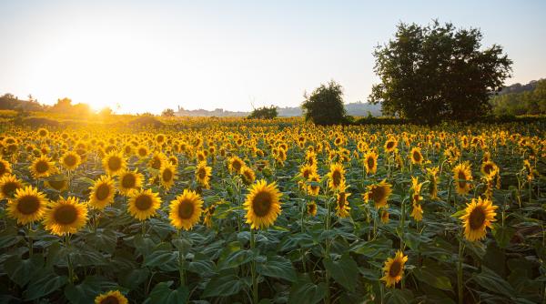 furt de proportii in ialomita hotii au golit un camp de 30 de hectare de floarea soarelui