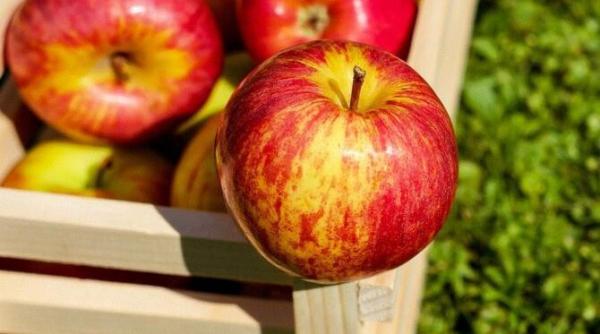 mere coapte cu branza de vaci si prune uscate sunt incredibil de bune si gata in 7 minute