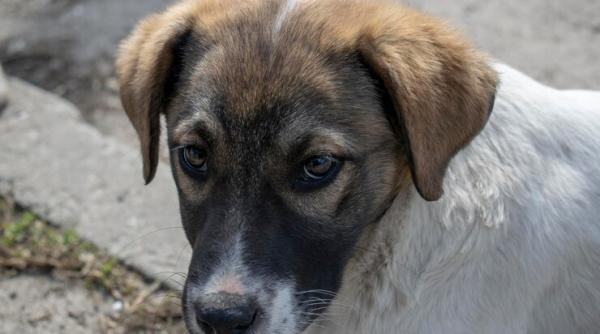 strigator la cer un barbat din iasi a fost filmat in timp ce isi viola catelusa