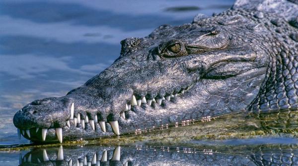 video socant un crocodil filmat in timp ce tragea cadavrul unui barbat pe care il omorase cu putin timp in urma