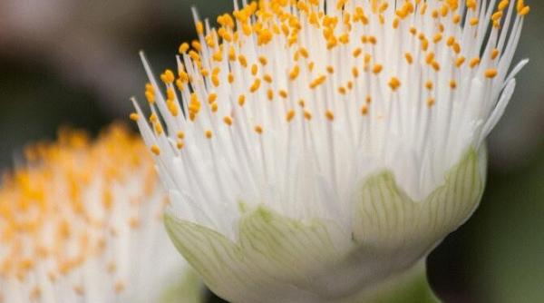 planta care este un magnet pentru bani tine o in casa si viata ta se va schimba