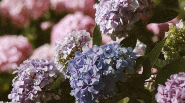 trucul cu care puteti schimba culoarea hortensiilor din curte este ieftin si usor