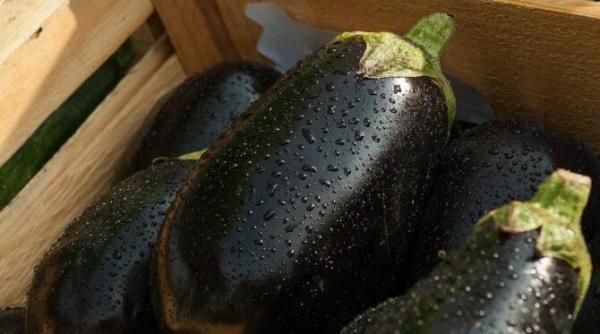 vinete marinate coapte pe gratar sunt excelente si pentru cei care tin la silueta