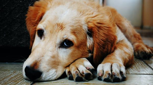 cainele tau latra in toiul noptii risti amenda de 300 de euro iata unde