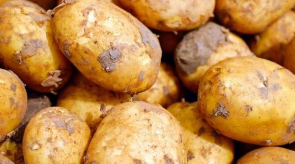 pune cateva lamai in lada cu cartofi secretul gradinarilor cu experienta