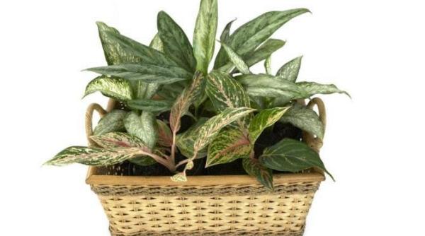 doua plante nu se tem de intuneric si infrumuseteaza fiecare incapere a casei