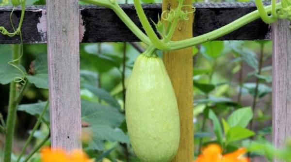 dovlecel cu gust de ananasul o reteta neobisnuita si extrem de buna