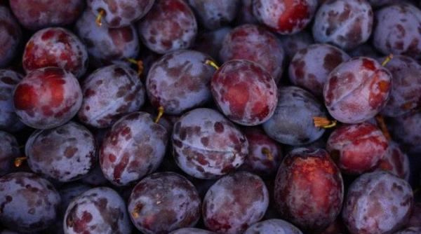 prune murate pentru iarna inlocuiesc maslinele si sunt extrem de bune reteta rapida