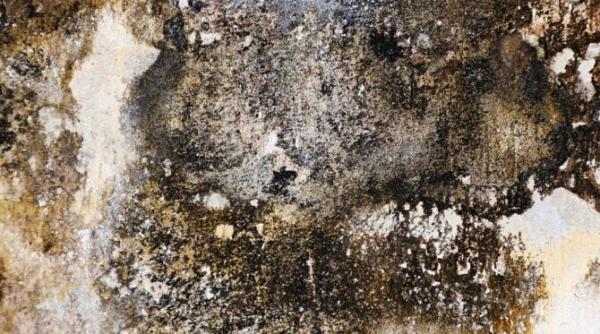 scapa rapid de mucegaiul de pe peretii casei patru sfaturi eficiente