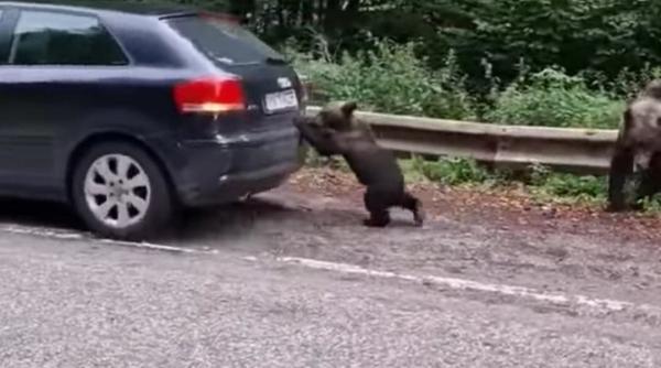 video viral cum l a ajutat un pui de urs pe un sofer sa porneasca masina pe transfagarasan faceti economie la benzina