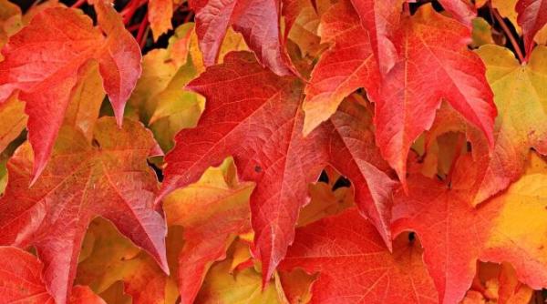 caldura si seceta provoaca o toamna falsa in marea britanie