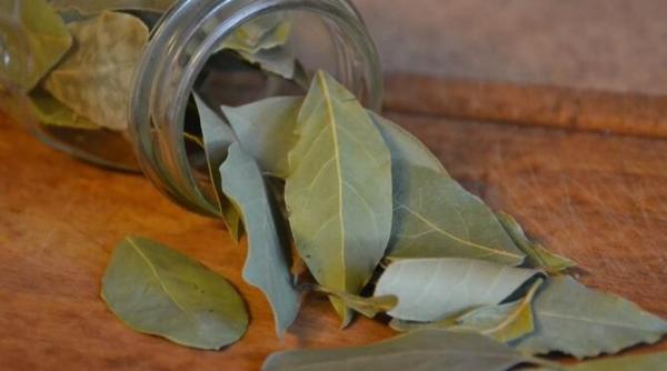 gospodinele ard frunze de dafin in casa vei fi surprins cand vei afla de ce