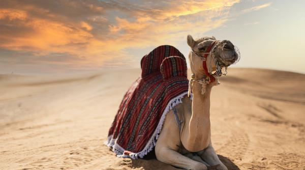 laptele de camila ultima frontiera pentru combaterea schimbarilor climatice