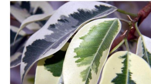 patru plante care racoresc o incapere fara aer conditionat cumpara le si tu pentru confortul casei