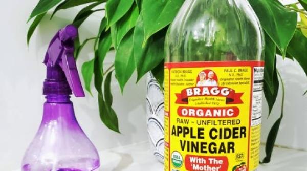 reteta otet de mere cum sa il prepari in casa