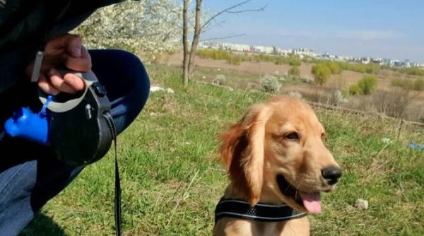 ce rasa de caine esti in functie de zodia ta afla chiar de ziua internationala a cainelui