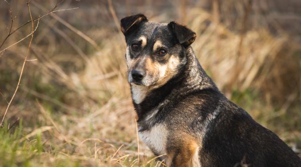 proiect de lege cainii fara stapan care nu sunt adoptati la 14 zile dupa ce ajung in adapost nu vor mai fi eutanasiati