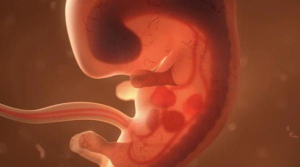 britanicii au creat un embrion sintetic cu creier si inima care bate