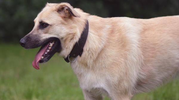 studiu riscul de dementa la caini creste in fiecare an dupa varsta de 10 ani iata ce sa faci