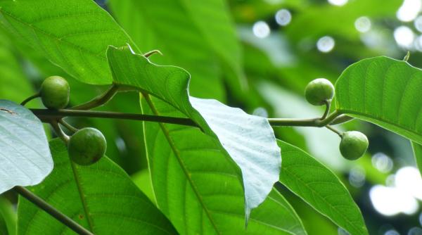 nucile verzi leac pentru tiroida si negi