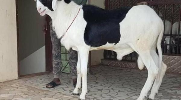 ladoum oile senegaleze mai scumpe decat bolizii de lux