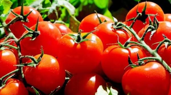 rosii marinate cu struguri un aperitiv delicat pentru mesele festive gustul si aroma lor te vor cuceri