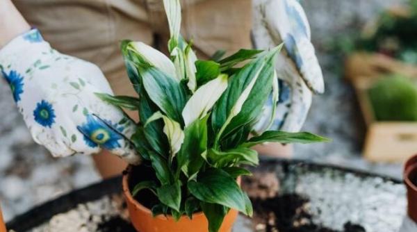 spathiphyllum numit si crinul pacii va inflori tot anul foloseste trei produse pe care planta le iubeste