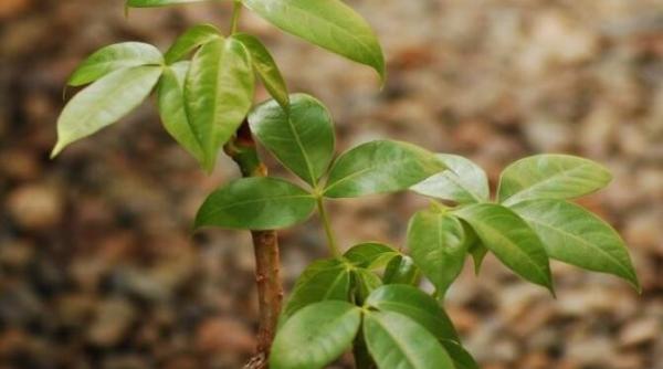 arborele banilor va inflori mereu daca veti urma aceste sfaturi planta atrage prosperitate si succes