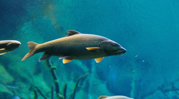 criza acuta a pestilor morti s a incheiat in germania motivul aparitiei acesteia nu a fost identificat