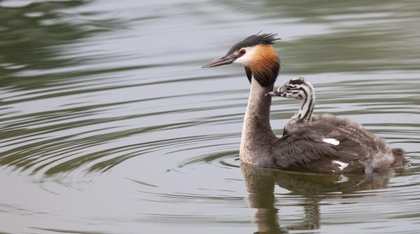el este cel mai greu animal capabil sa mearga pe apa ai auzit de cufundar