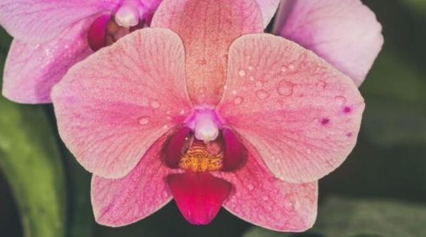 elixir magic pentru cresterea si inflorirea orhideelor iata cum trebuie sa procedezi