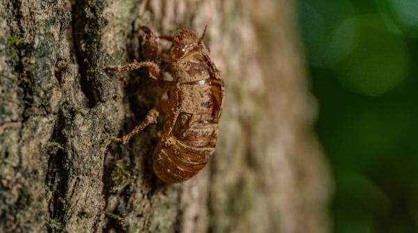 sibiul napadit de o specie invaziva de plosnita care distruge stejarii si gorunii din oras