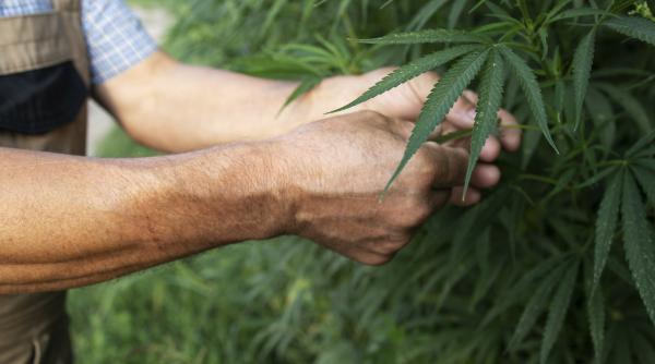 cannabis cultivat in sere pe o suprafata de 60 000 de metri patrati in bihor