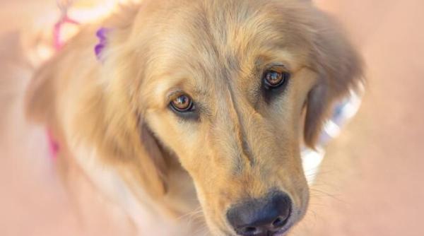 un caine pofticios a reactionat imediat cum cineva a deschis o punga cu chipsuri in tren