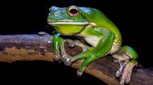 baterii electrice facute din picioare de broaste si iepuri