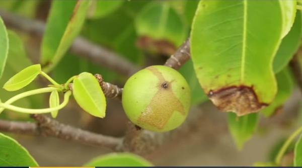 copacul periculos pe care nu trebuie sa il atingi niciodata poate provoca cancer si chiar moartea nu incerca sa ii dai foc iti arde plamanii