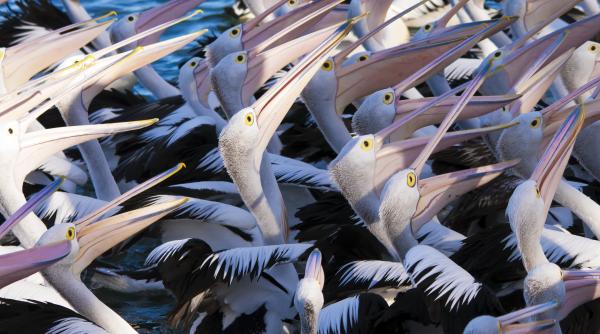 mesajul din spatele scurtmetrajului birdville filmul regizat de pasari