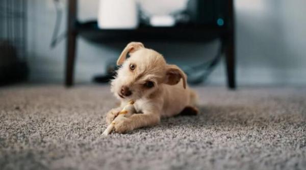 metoda turceasca de curatare a covoarelor scapa rapid de praf mizerie si de parul animalelor de companie