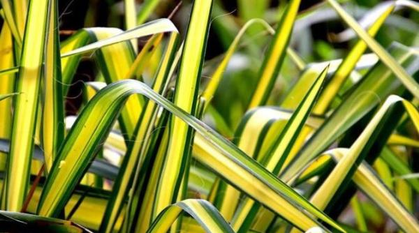 sapte plante de interior care aduc noroc bani si fericire