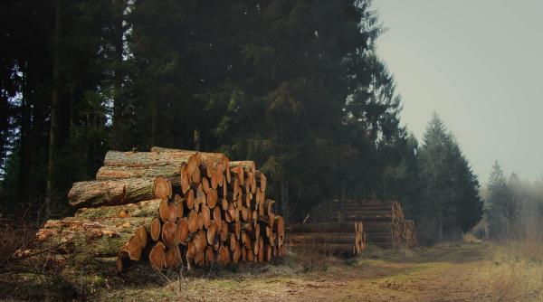 arderea padurilor nu este energie curata lupta ecologista de la bruxelles impotriva peletilor