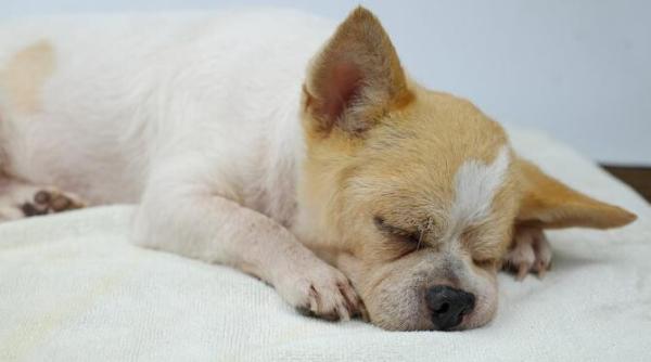 de ce doarme catelul langa picioarele tale