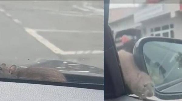 imagini de groaza in cartierul militari din bucuresti un sobolan a sarit pe masina unui tanar