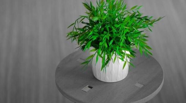 pune catei de usturoi in ghivecele plantelor de interior secretul florarilor cu experienta