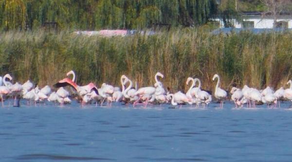 imagini rare sute de pasari flamingo au poposit pe un lac de langa jurilovca locuitor suntem cei mai norocosi