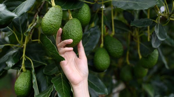 natura o ia razna din cauza schimbarilor climatice smochine si avocado cultivate in marea britanie